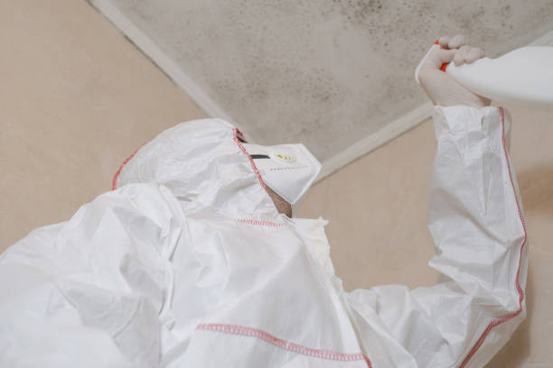 Best Toxic Mold Removal  in Kent Acres, DE